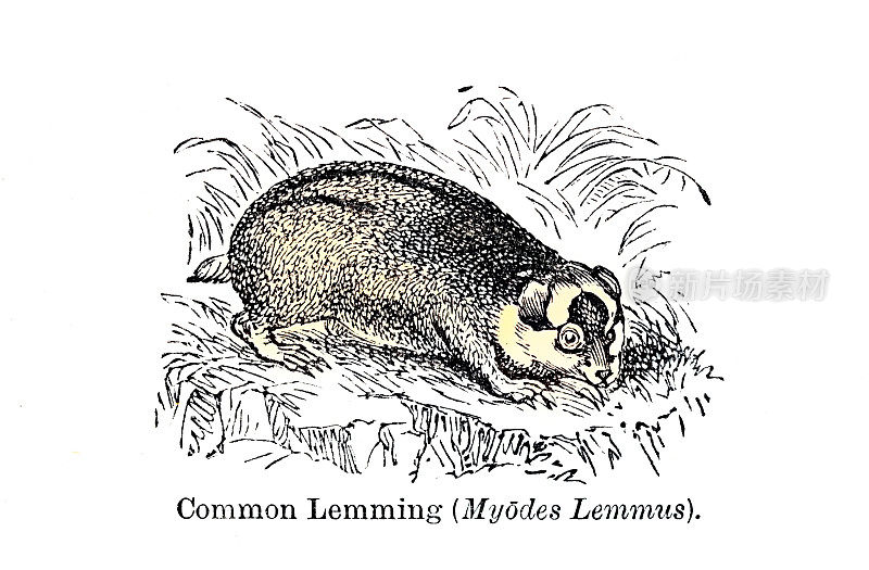 普通旅鼠(Myodes Lemmus)